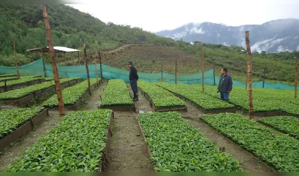 Viveros de Amazonas producen plantones de café para mejorar producción en dicha región. Foto: GRA. Viveros de Amazonas producen plantones de café para mejorar producción en dicha región. Foto: GRA.
