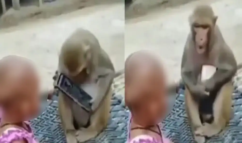 Niña y un travieso monito son captados ‘peleando’ por un celular. Foto: captura de TikTok.