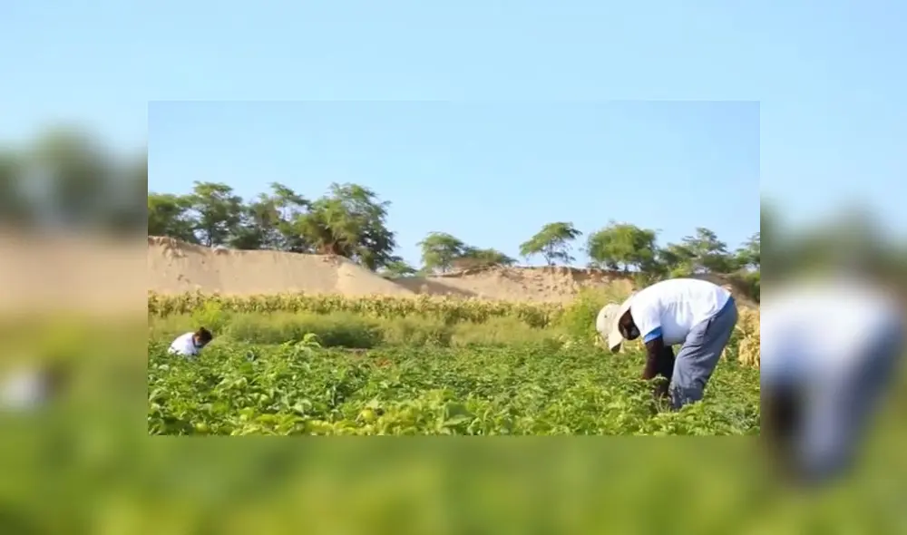 Los agricultores piden medidas inmediatas para evitar crisis en su sector. Foto: La República Los agricultores piden medidas inmediatas para evitar crisis en su sector. Foto: La República