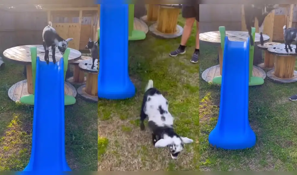 Los terneros parecían divertirse a su manera. Foto: captura de YouTube Los terneros parecían divertirse a su manera. Foto: captura de YouTube