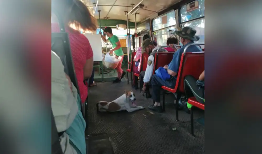 La imagen de este perrito logró cautivar a miles de usuarios en las redes sociales. Foto: captura de Twitter La imagen de este perrito logró cautivar a miles de usuarios en las redes sociales. Foto: captura de Twitter