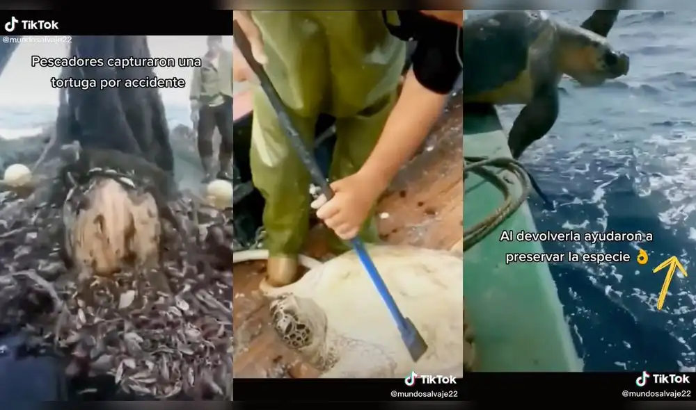 Los pescadores le dieron los cuidados necesarios a la tortuga. Foto: captura de TikTok Los pescadores le dieron los cuidados necesarios a la tortuga. Foto: captura de TikTok