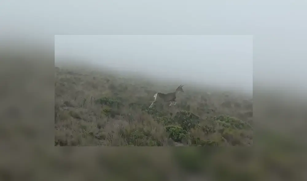 Antes de su liberación, nevado fue rehabilitado por especialistas. Foto: Serfor Antes de su liberación, nevado fue rehabilitado por especialistas. Foto: Serfor