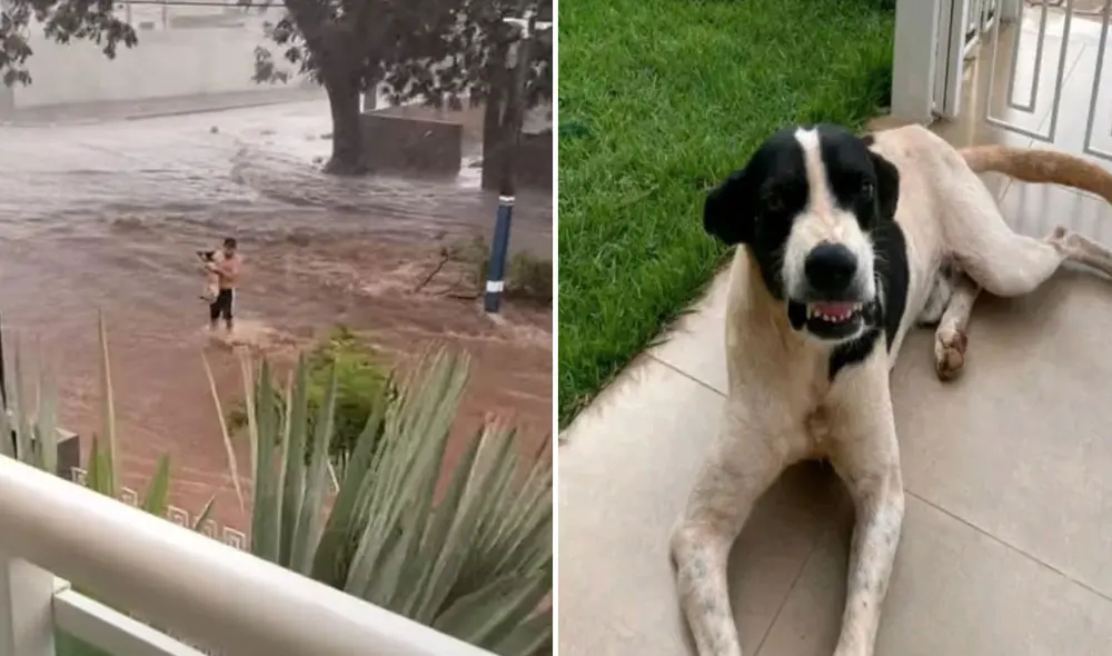 Miles de usuarios quedaron impresionados al conocer esta historia. Foto: captura de TikTok