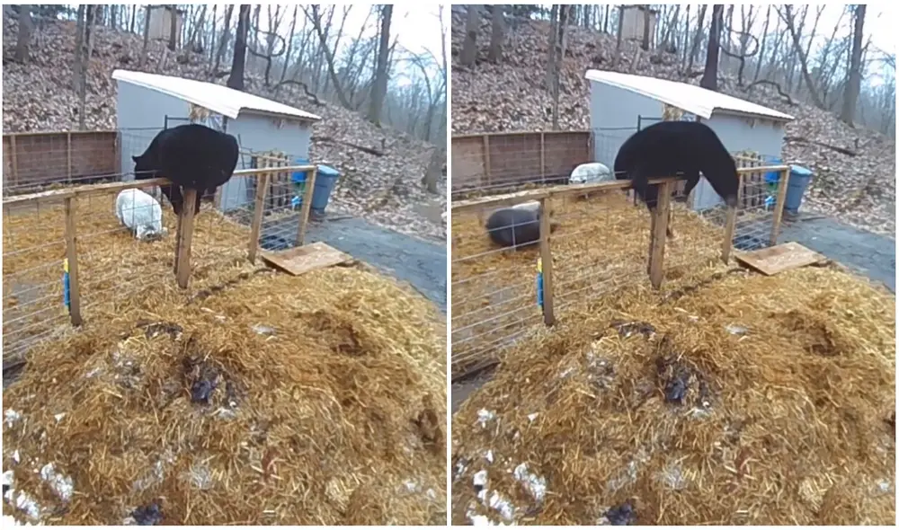 Cerditos luchan contra un oso gigante que se metió a su corral y sorprenden a miles en YouTube. Foto: captura de YouTube