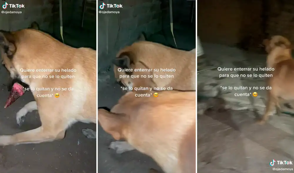 El perrito se acercó de forma disimulada para llevarse el cono de helado de su compañero. Foto: captura de TikTok