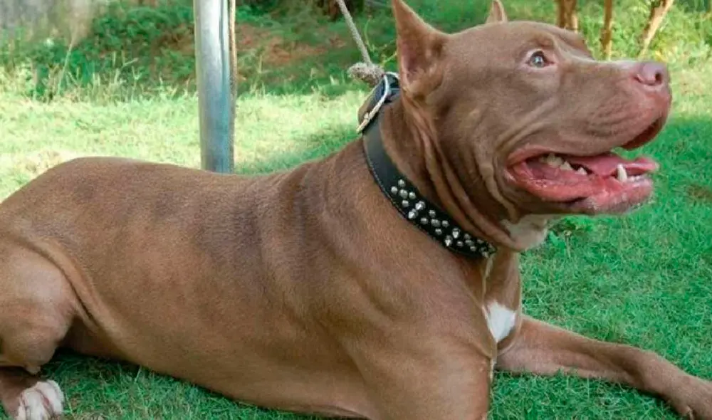 Las investigaciones continúan en curso mientras que el animal fue sacrificado tras el ataque. Foto: EFE / referencial Las investigaciones continúan en curso mientras que el animal fue sacrificado tras el ataque. Foto: EFE / referencial