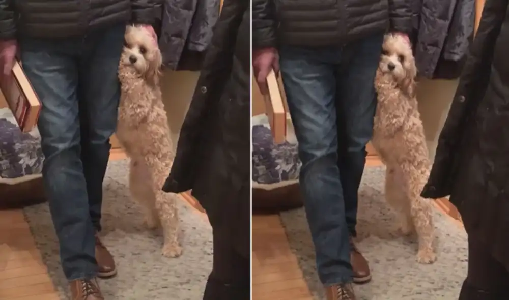 Miles de usuarios quedaron fascinados al ver esta tierna escena. Foto: captura de TikTok