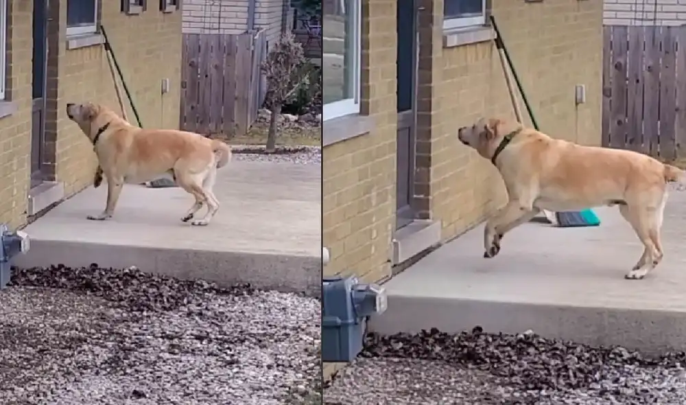 El video que protagoniza el perrito cuenta con más de un millón de visualizaciones. Foto: captura de TikTok