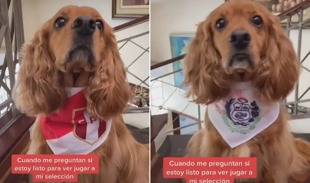 Este tierno perrito ha conmovido a miles de usuarios en las redes sociales. Foto: captura de TikTok