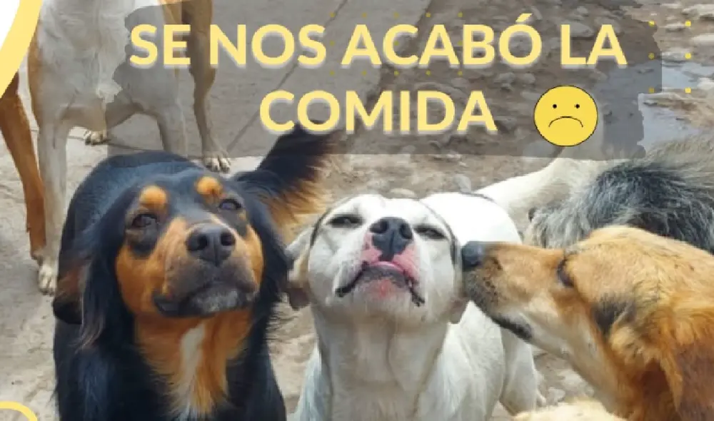 El albergue que aloja a más de 100 animales necesita donaciones de alimentos, principalmente. Foto: ALVA