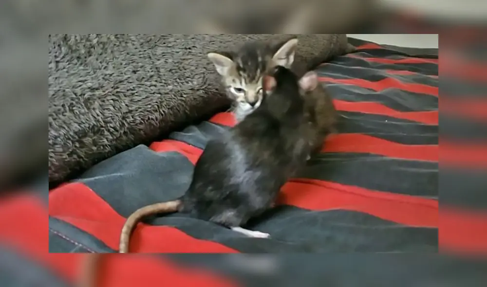 El clip consiguió más de 3 millones de reproducciones en la red social. Foto: captura de TikTok El clip consiguió más de 3 millones de reproducciones en la red social. Foto: captura de TikTok