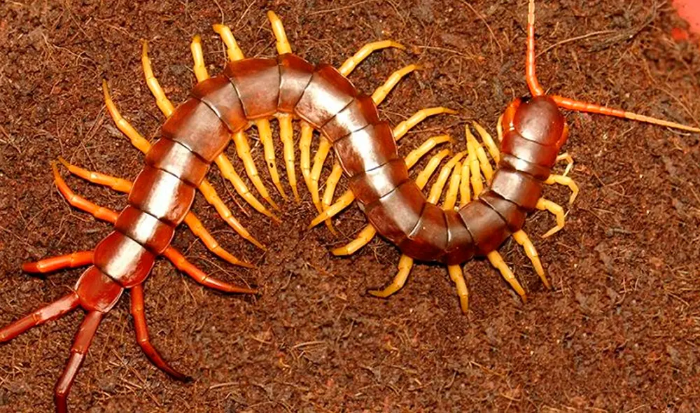 Es probable que un gran número de personas crean que el soñar con un ciempiés es de mal augurio.