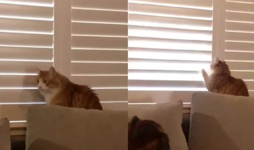 La gata desafió a su dueña para que la dejara ver por la ventana. Foto: captura de TikTok