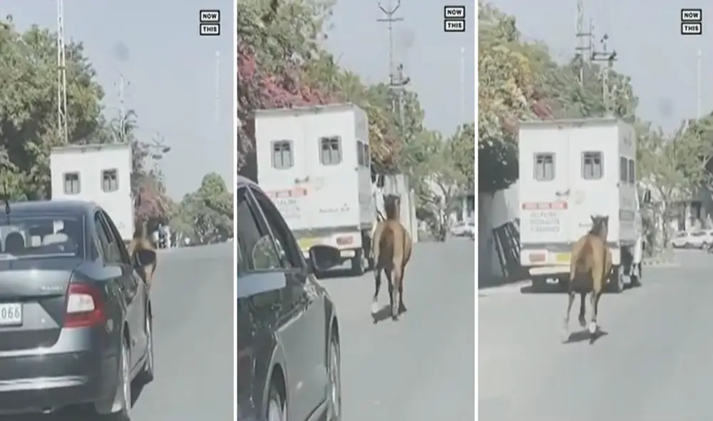 El caballo no se detuvo en ningún momento con la finalidad de alcanzar el vehículo donde era trasladada la yegua. Foto: captura de YouTube