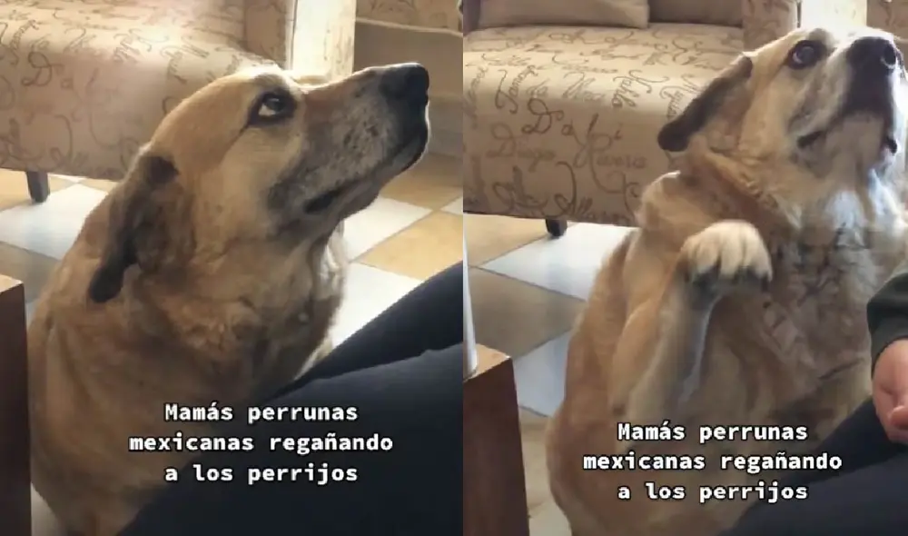 El perrito escuchó a su dueña con detenimiento y le pidió 'disculpas' de una forma singular. Foto: captura de TikTok