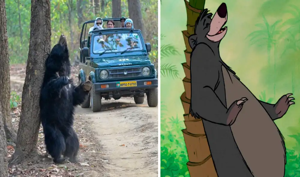 Usuarios en redes sociales se quedaron atónitos al ver al gran Baloo de carne y hueso. Foto: captura de Facebook Usuarios en redes sociales se quedaron atónitos al ver al gran Baloo de carne y hueso. Foto: captura de Facebook