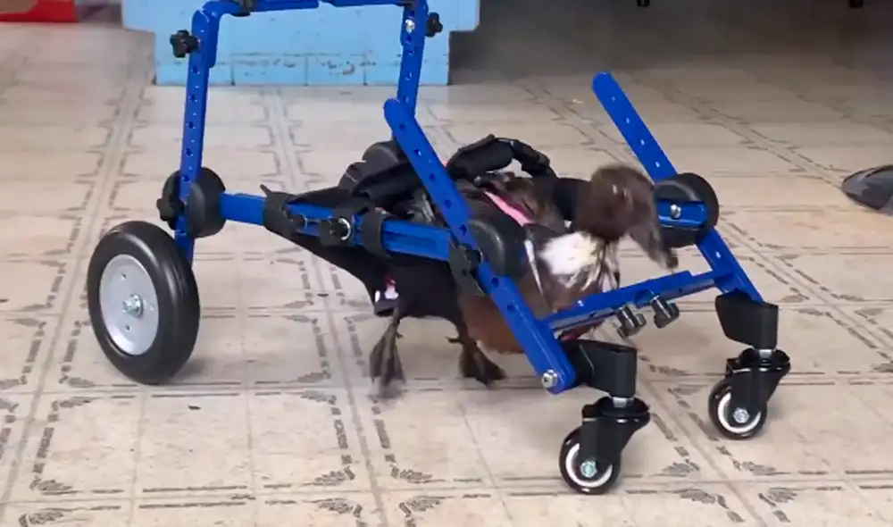 Eileen como fue bautizada la mascota fue diagnosticado con parálisis y su movilidad dependía de una silla de ruedas. Foto: captura de Facebook