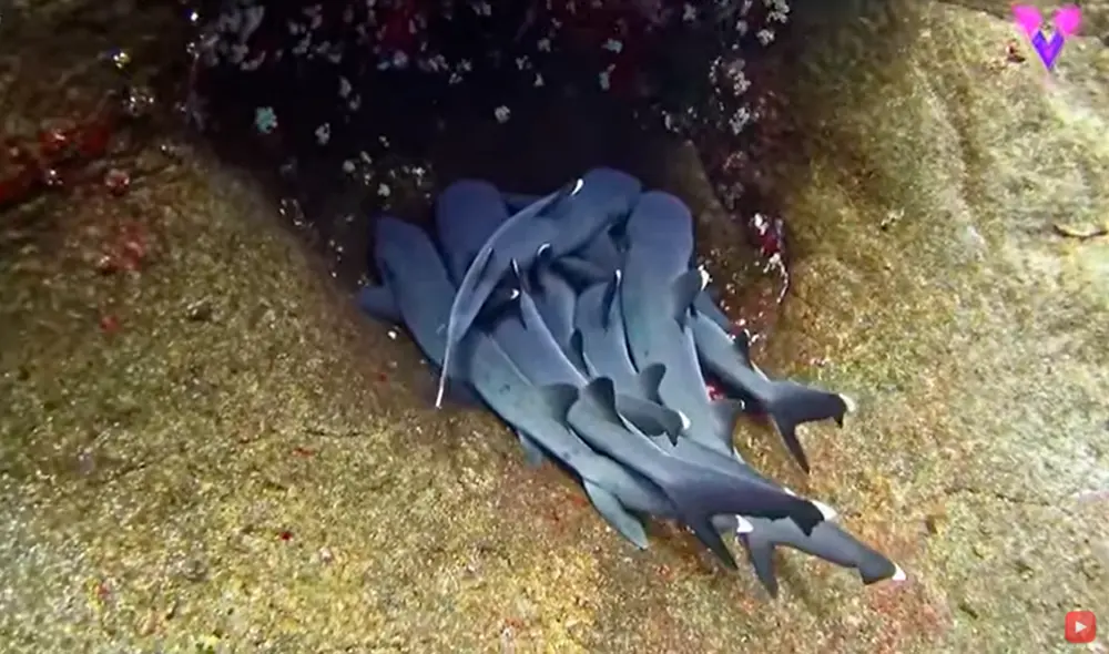 El impactante video compartido en el canal Videlo mostró a los tiburones reposando en el fondo del mar. Foto: captura de YouTube El impactante video compartido en el canal Videlo mostró a los tiburones reposando en el fondo del mar. Foto: captura de YouTube