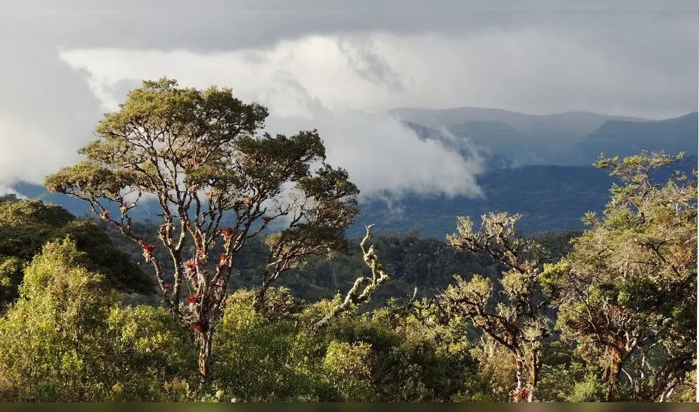 Sernanp y UNSM protegerán bosques y parques nacionales de la región San Martín. Foto: Sernanp Sernanp y UNSM protegerán bosques y parques nacionales de la región San Martín. Foto: Sernanp