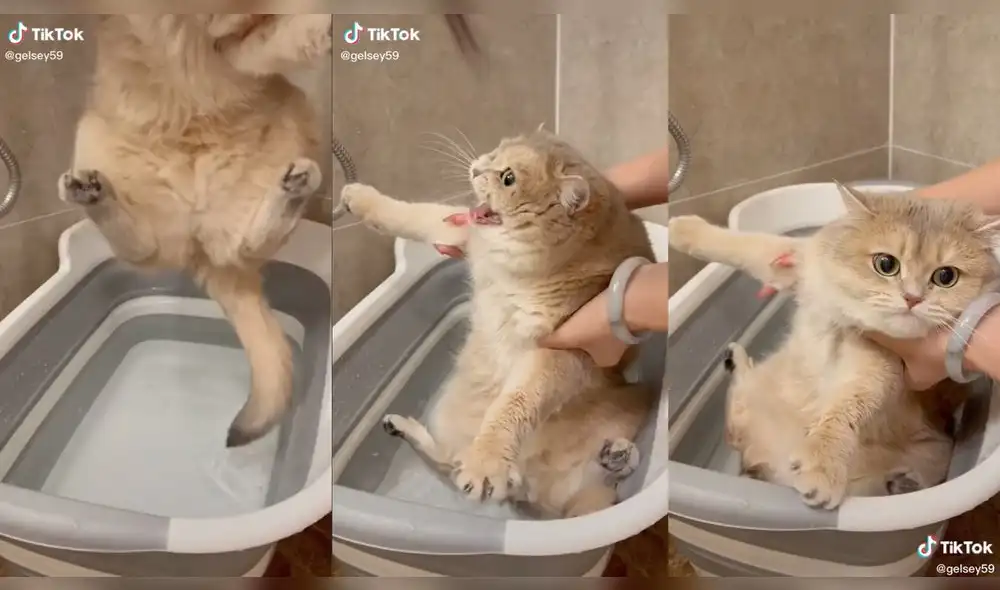 El gatito quería salirse de la tina con agua. Foto: captura de TikTok El gatito quería salirse de la tina con agua. Foto: captura de TikTok
