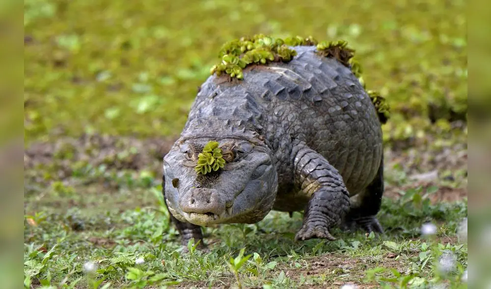 El conductor fue declarado muerto en el lugar de los hechos. Foto: referencial/AFP El conductor fue declarado muerto en el lugar de los hechos. Foto: referencial/AFP