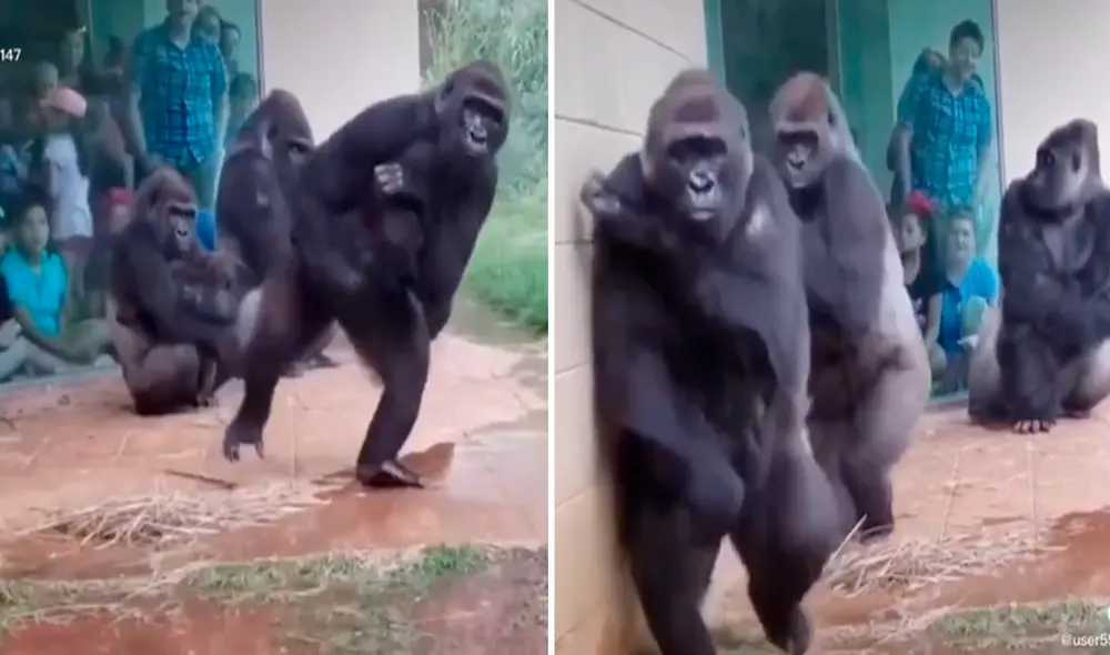 Uno de los gorilas miró a dónde caía la lluvia y de inmediato se dispuso a cruzar por un espacio en el que no llegaba el agua. Foto: captura de TikTok Uno de los gorilas miró a dónde caía la lluvia y de inmediato se dispuso a cruzar por un espacio en el que no llegaba el agua. Foto: captura de TikTok