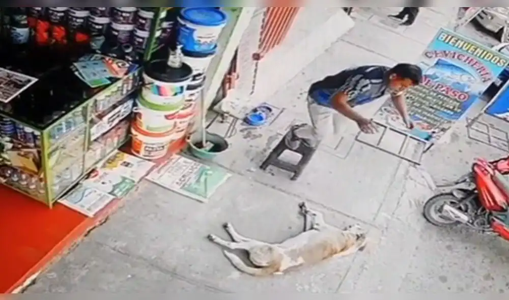 El hombre se divirtió mucho al lado de su cachorro. Foto: captura de TikTok El hombre se divirtió mucho al lado de su cachorro. Foto: captura de TikTok