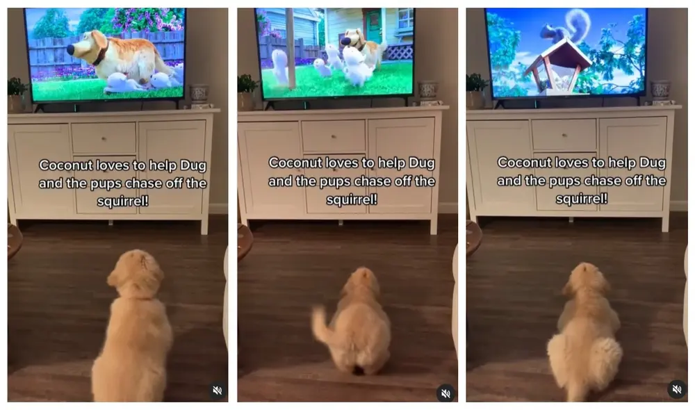 El video se volvió viral en TikTok y conquistó a miles. Foto: captura de TikTok.