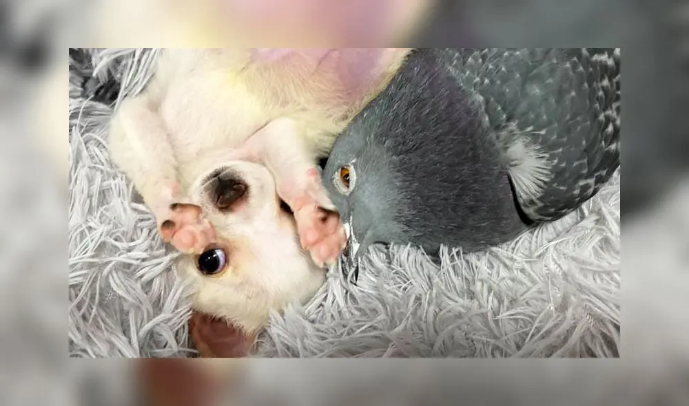 La publicación recibió 415.000 visualizaciones en la red social. Foto: captura de Facebook