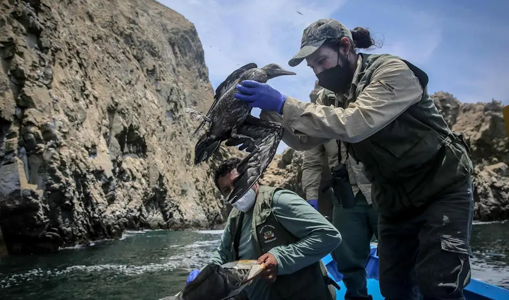 La mayoría de individuos afectados son aves guaneras. Foto: AFP