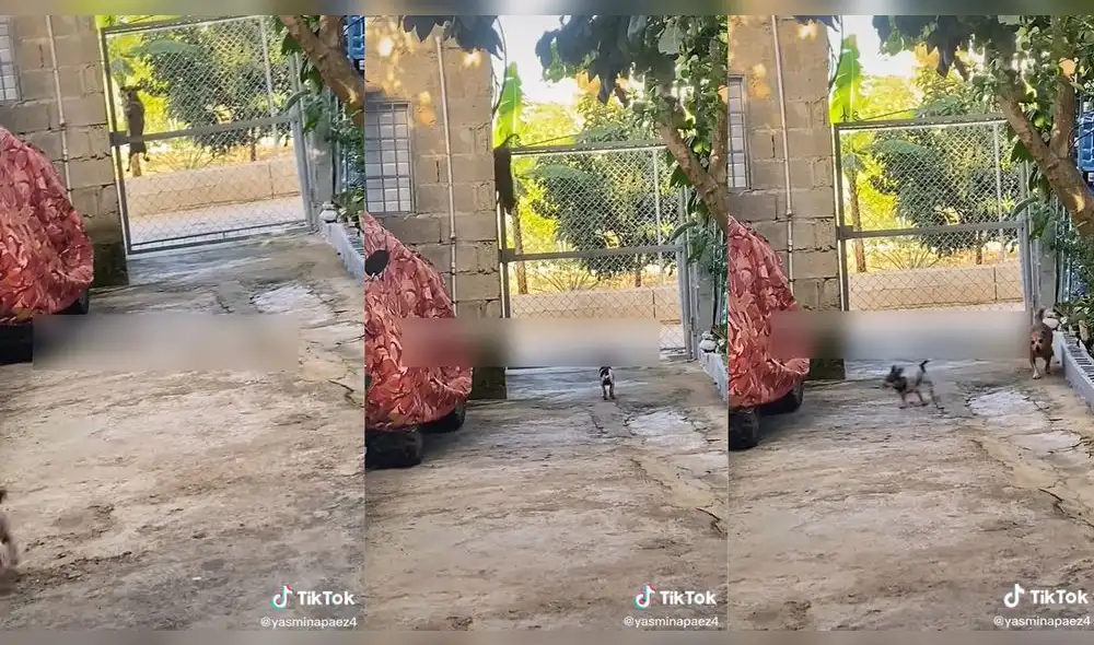 El perrito corrió acompañado de otro cachorrito. Foto: captura de TikTok