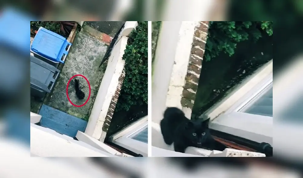 El clip obtuvo 13 millones de reproducciones en la red social. Foto: captura de TikTok