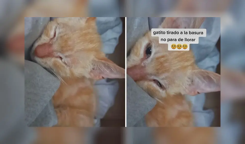 El clip tiene más de 451.300 reproducciones en la red social. Foto: captura de TikTok El clip tiene más de 451.300 reproducciones en la red social. Foto: captura de TikTok