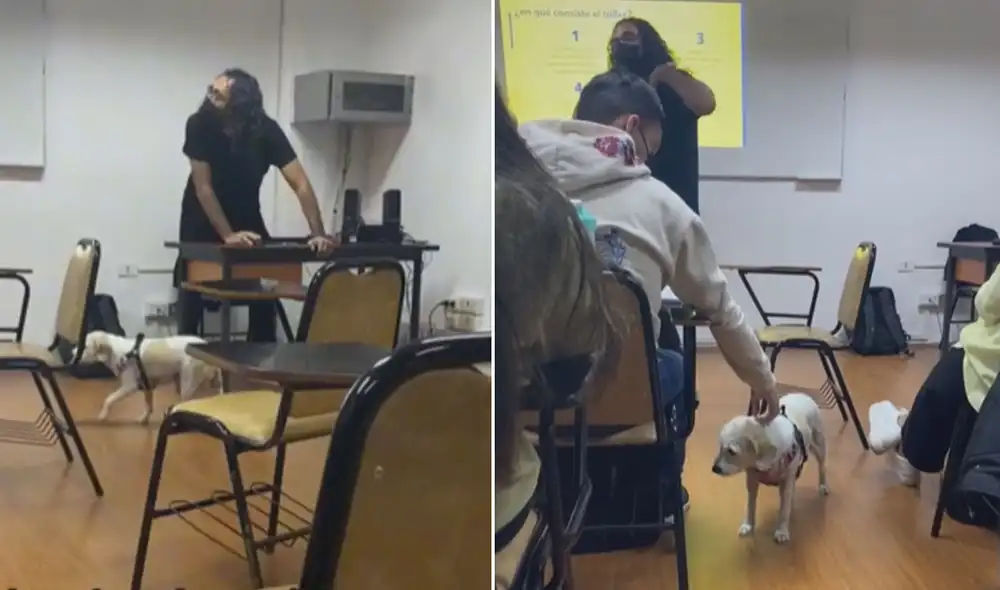 La presencia de la perrita cautivó a todos los alumnos. Foto: captura de TikTok