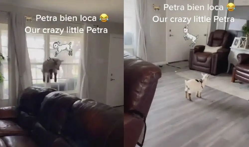 La mascota hizo de las suyas para divertirse en su casa. Foto: captura de TikTok