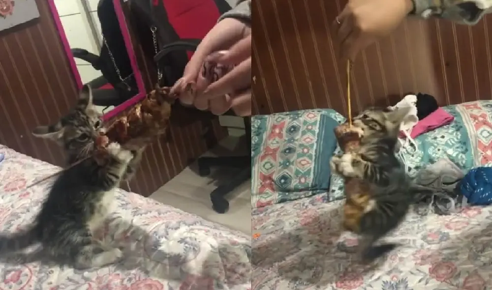 La gatita quiso comer toda la brocheta sola y no dejar que su dueña se la quite. Foto: captura de TikTok