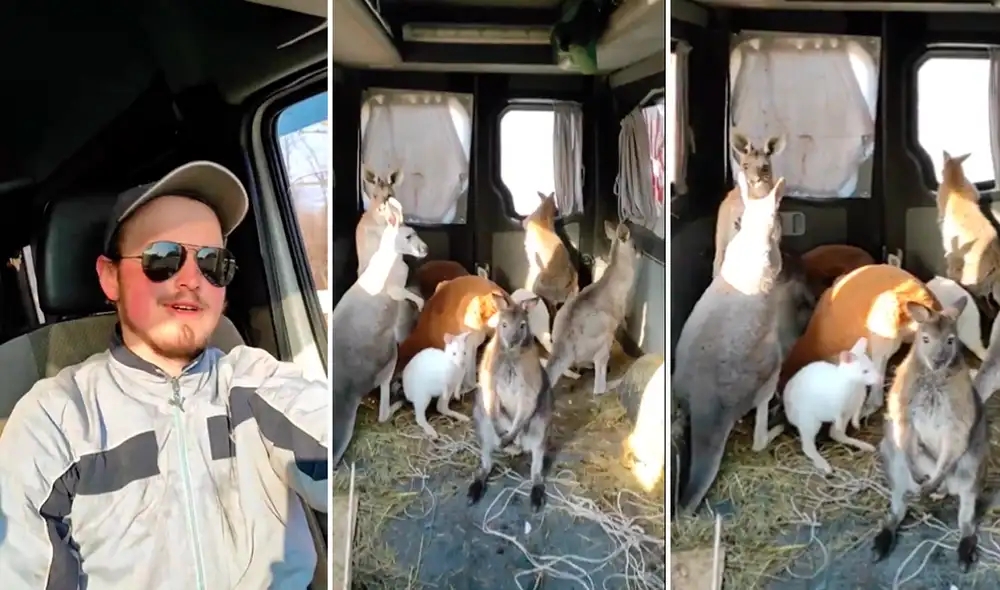 Hombre arriesga su vida para rescatar a 8 canguros de zoológico devastado por la guerra en Ucrania. Foto: captura de Twitter