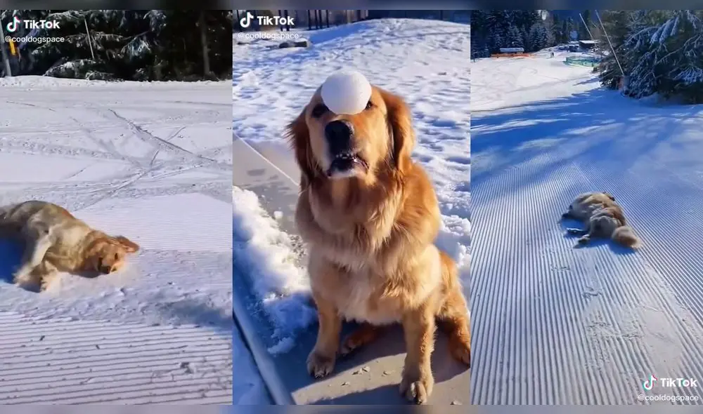 El cachorro estaba muy entretenido en la nieve. Foto: captura de TikTok El cachorro estaba muy entretenido en la nieve. Foto: captura de TikTok