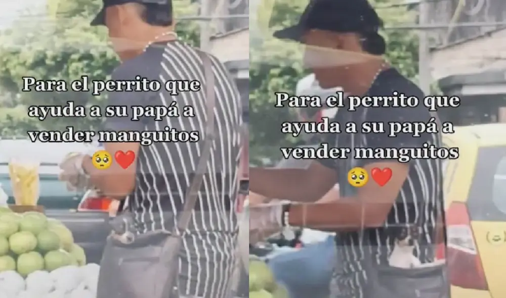 Los usuarios quedaron encantados con la iniciativa del dueño por quedarse con el pequeño perrito. Foro: captura de TikTok Los usuarios quedaron encantados con la iniciativa del dueño por quedarse con el pequeño perrito. Foro: captura de TikTok