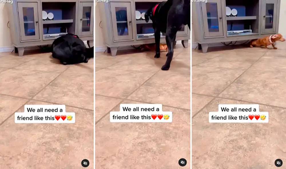 Los 2 perritos unieron fuerzas para resolver un pequeño problema que se les había presentado. Foto: captura de Facebook