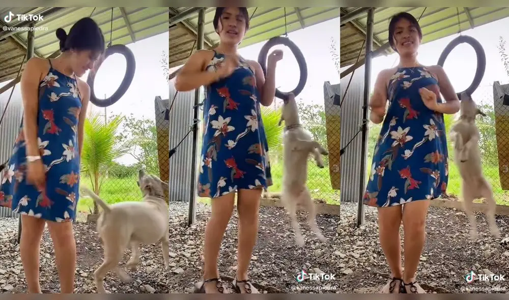 El cachorro balanceándose en una llanta colgada. Foto: captura de TikTok El cachorro balanceándose en una llanta colgada. Foto: captura de TikTok