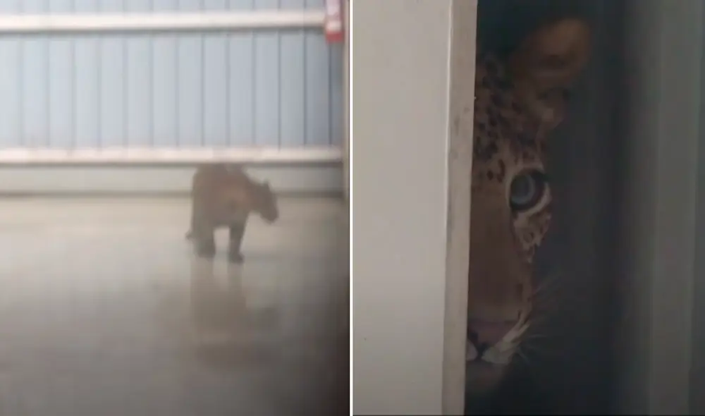 El leopardo equivocó el camino ya que la planta ensambladora está ubicada cerca de su hábitat. Foto: captura de YouTube