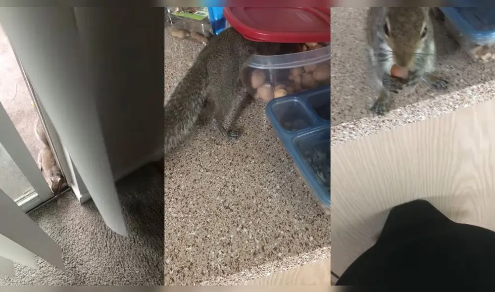 Esto ocurrió en un hogar de Houston, Texas, USA. Foto: captura de YouTube