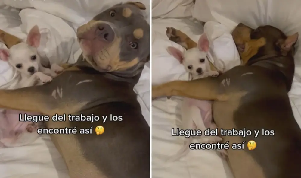 Miles de usuarios han quedado impresionados con esta tierna escena. Foto: captura de TikTok