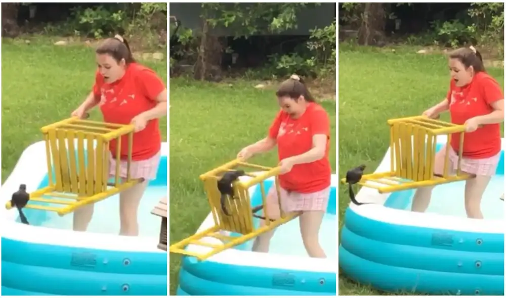 Intenta rescatar a ardilla que cayó en su piscina, pero travieso roedor termina asustándola. Foto: captura de TikTok.