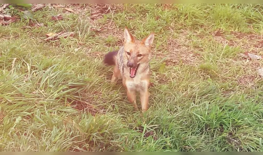 Run Run está contento de estar en su nuevo hogar. Foto: SERFOR