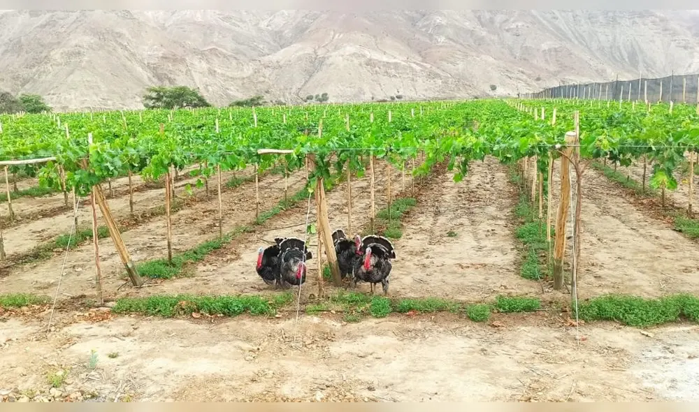 Reservorios servirán para irrigación de cultivos de uva, entre otros. Foto: GRC. Reservorios servirán para irrigación de cultivos de uva, entre otros. Foto: GRC.