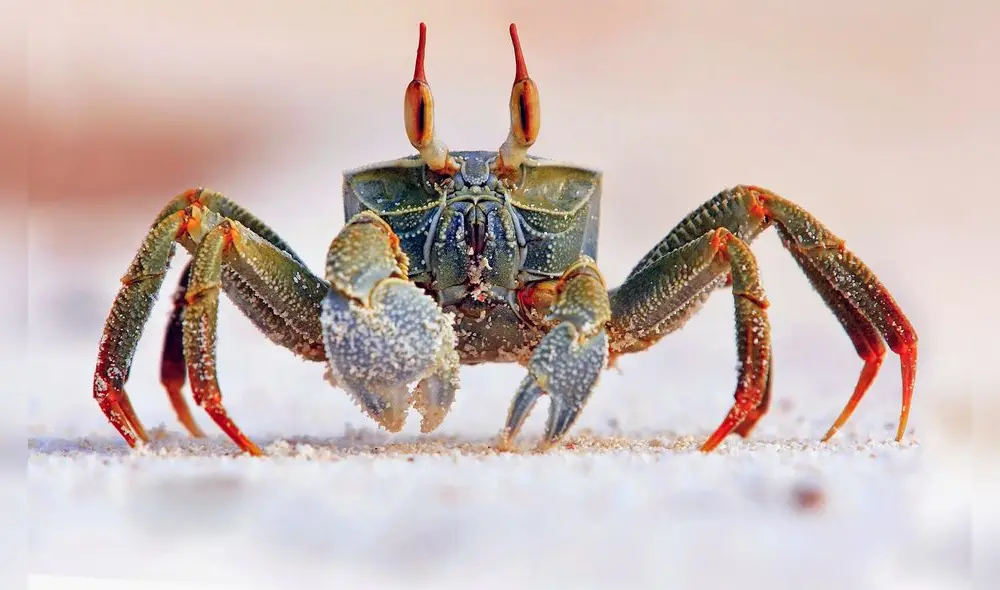 Si has soñado con cangrejos, debes tener en cuenta todos los detalles para una correcta interpretación. Foto: robotitus