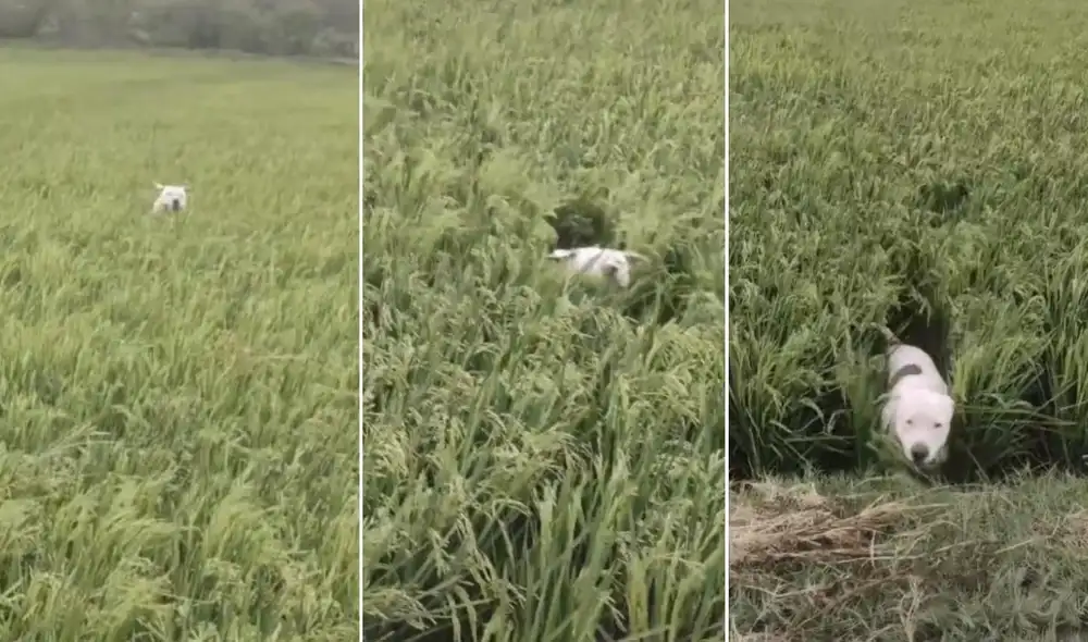 La viral escena compartida en redes logró obtener más de un millón de reproducciones, 197.000 'me gusta' y cientos de comentarios. Foto: captura de TikTok